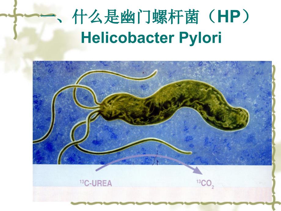 尿素13c呼气试验 ppt课件_第3页