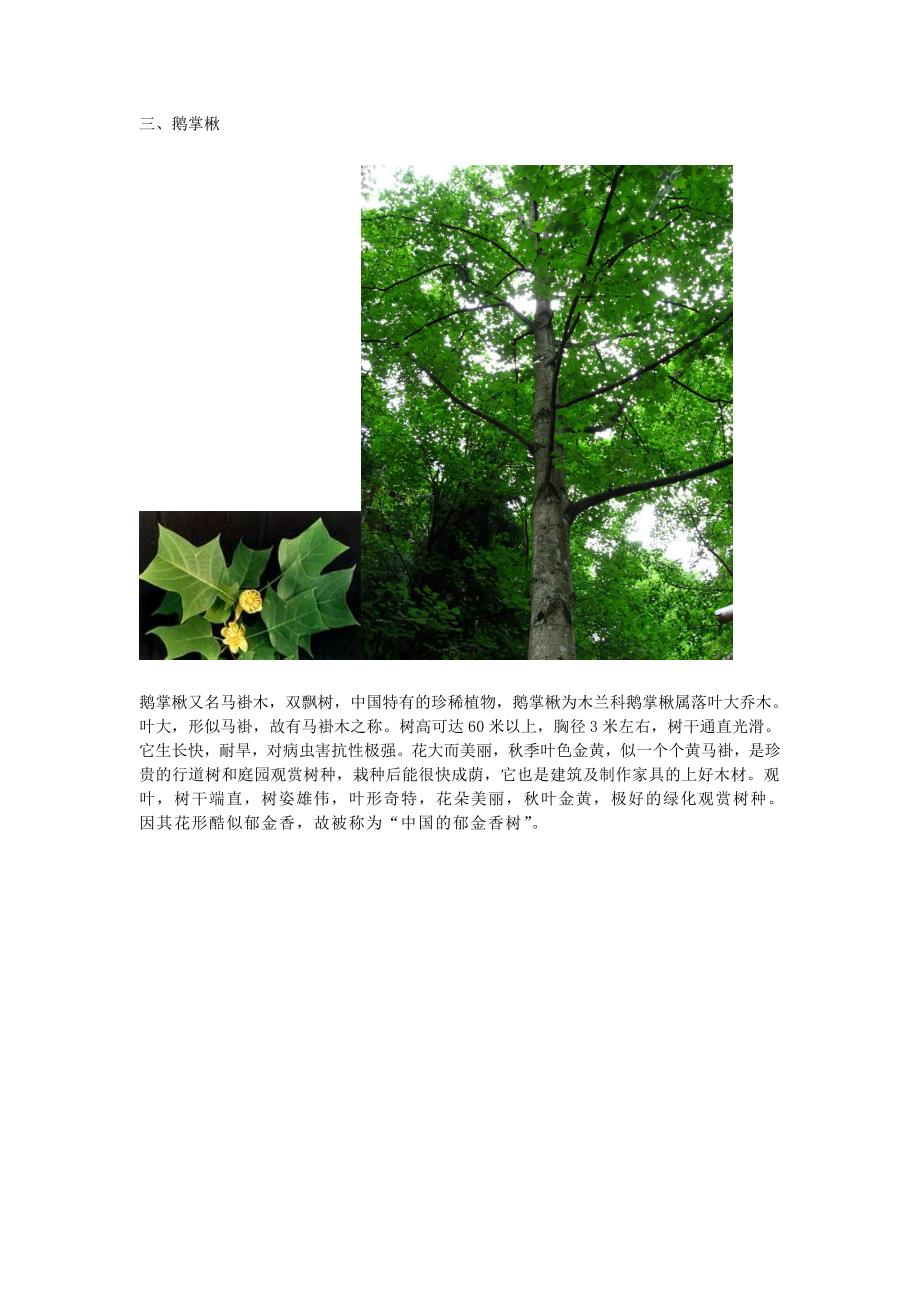 各植物图片以及特征_第3页