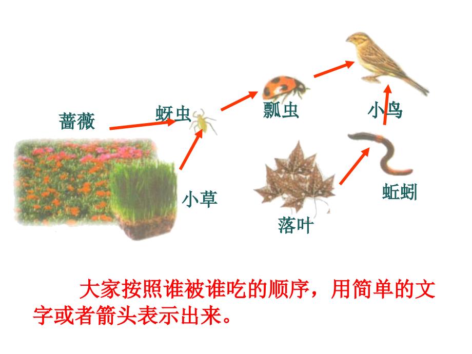 15食物链和食物网_第4页