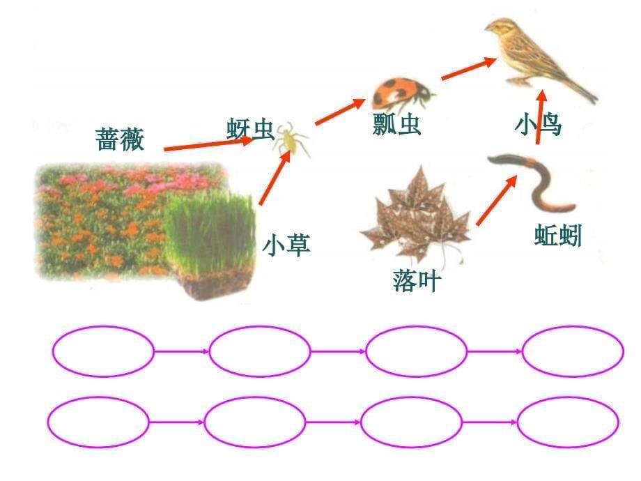 15食物链和食物网_第5页