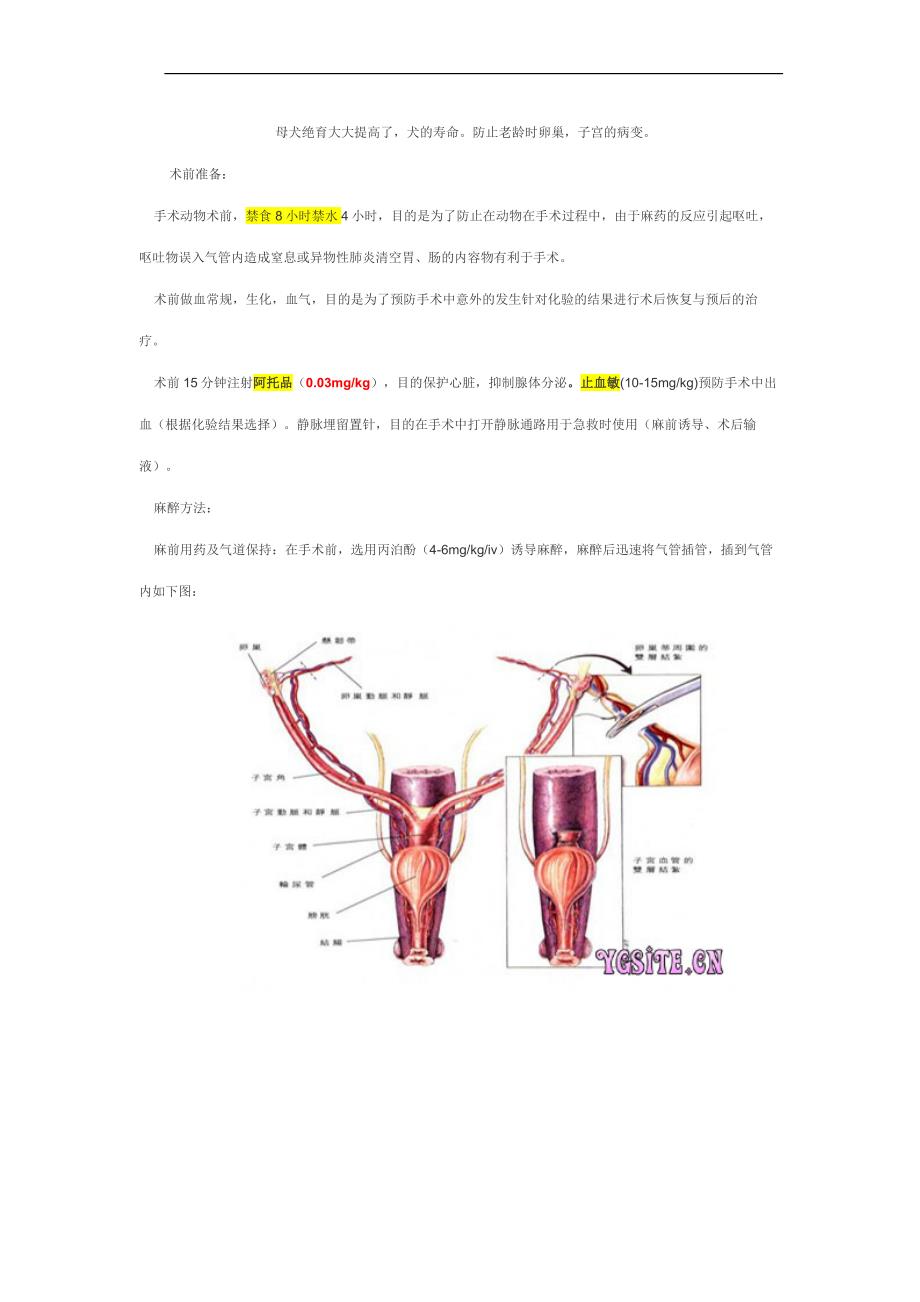 母犬绝育手术_第1页