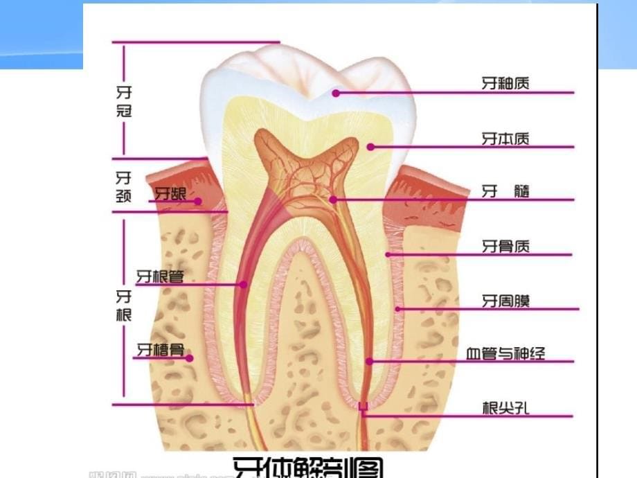 中老年人常见口腔问题_第5页