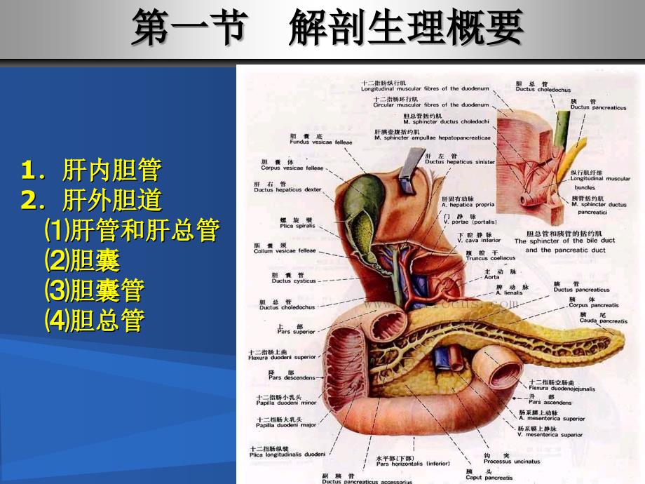 第三十二章胆道疾病病人的护理_第3页