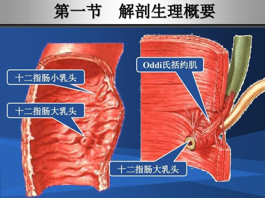 第三十二章胆道疾病病人的护理_第5页