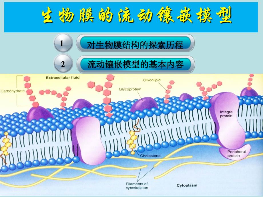 第2节生物膜的流动镶嵌模型教学_第3页