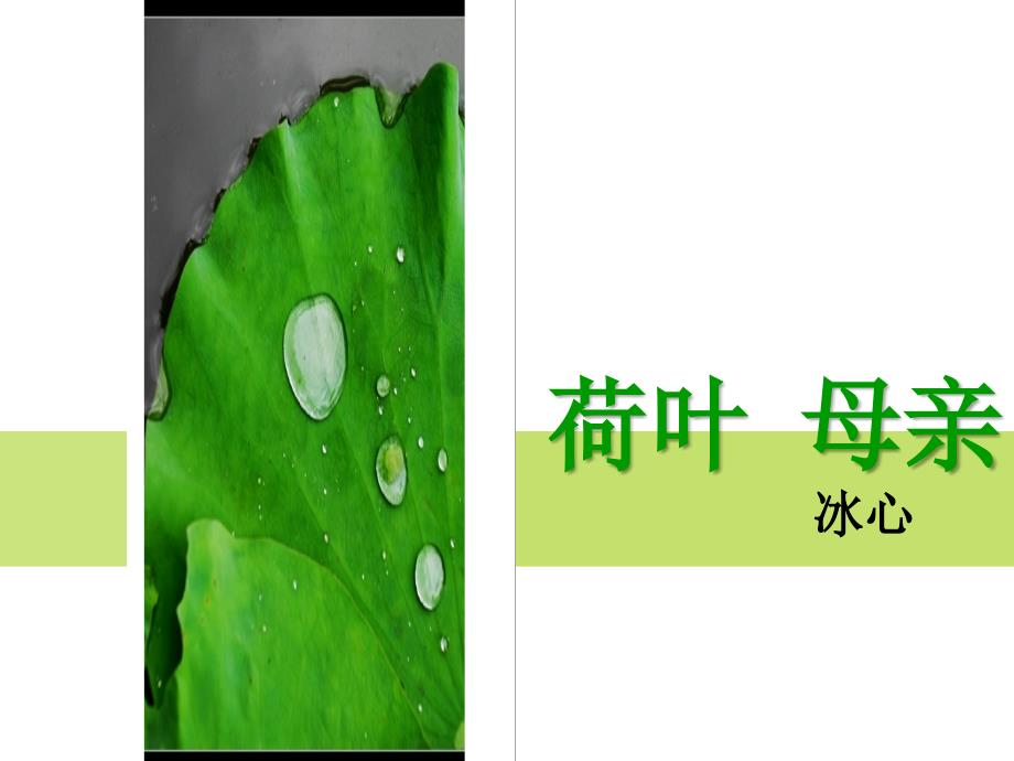 4荷叶母亲课件_第1页