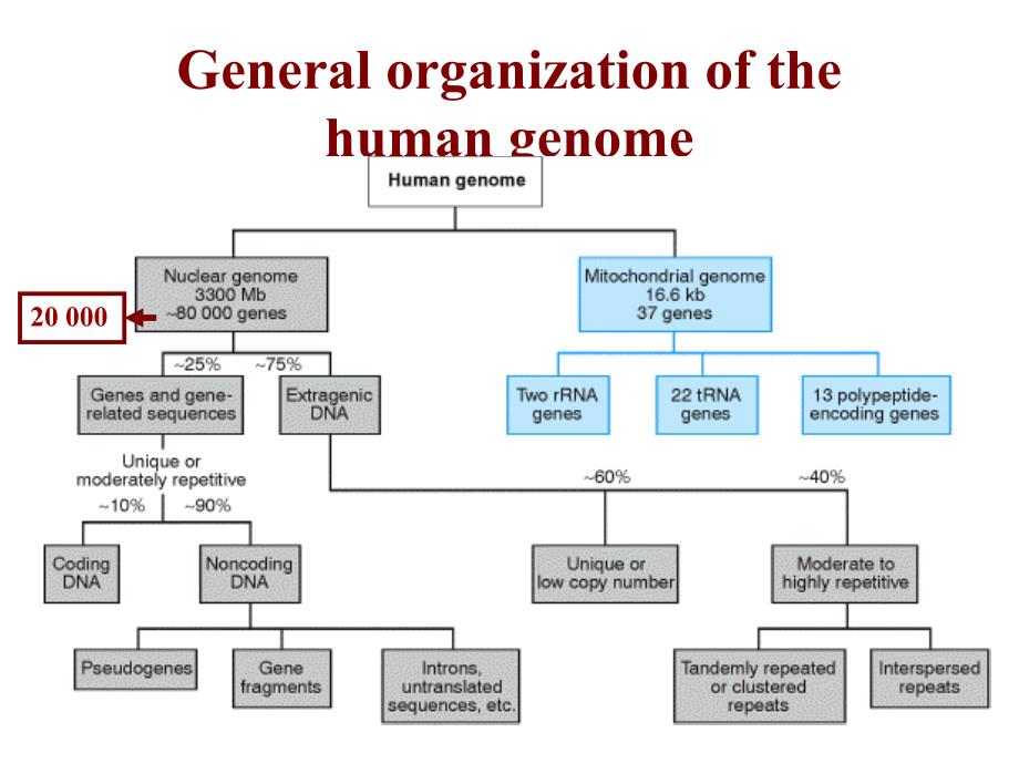 遗传学英文课件：General organization of the human genome_第1页