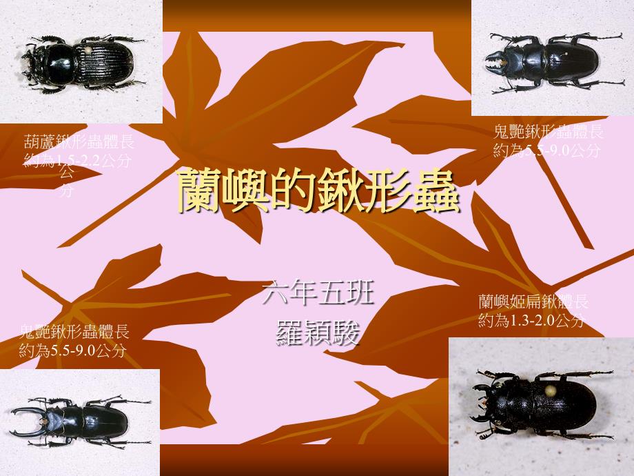 2.1蘭嶼鍬形蟲ppt课件_第1页