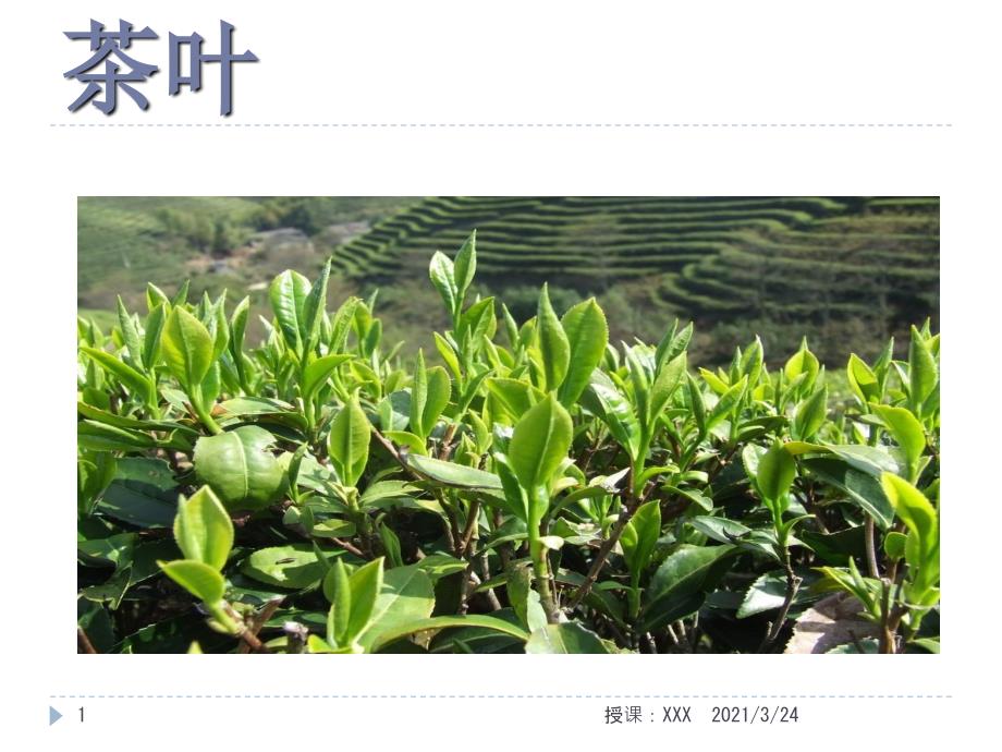 茶叶的病虫害防治PPT课件_第1页