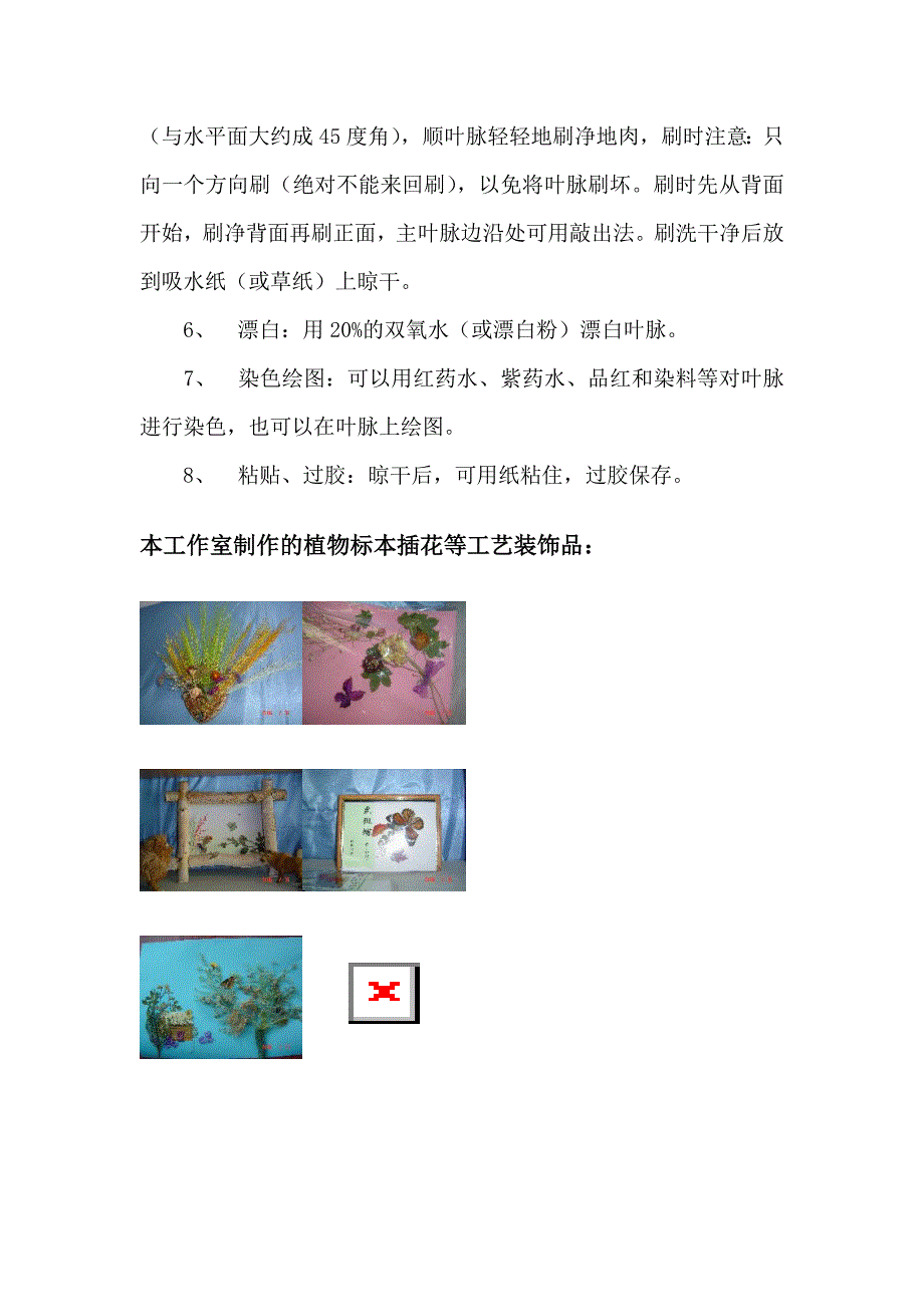 植物叶脉标本的制作方法_第2页