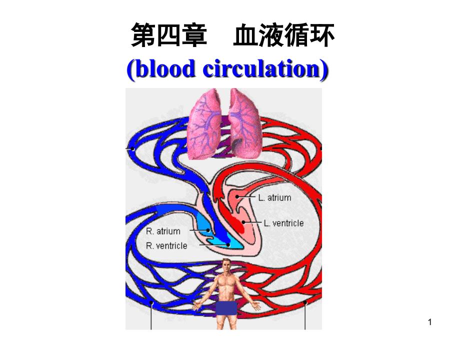 血液循环剖析PPT课件_第1页