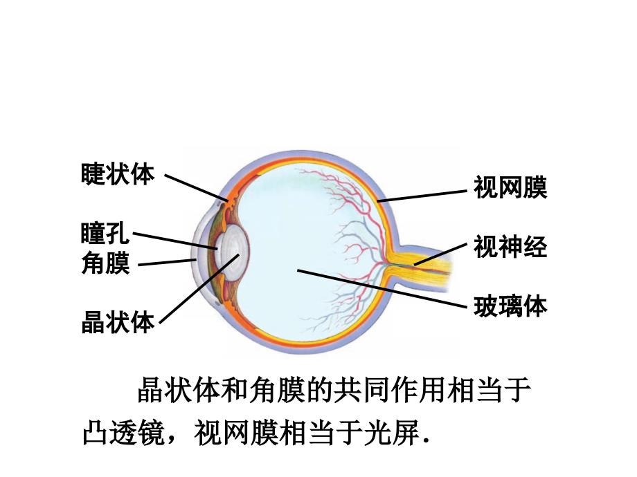 沪科版八年级物理4.6神奇的眼睛_第3页