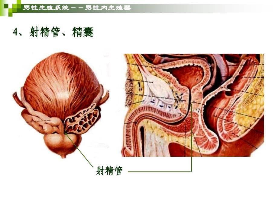 学前儿童卫生保健生殖系统文档资料_第5页