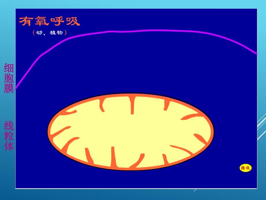 《ATP的主要来源—细胞呼吸》课件（2）_第4页