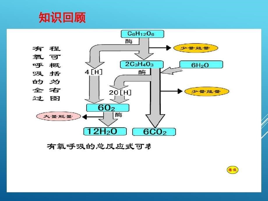 《ATP的主要来源—细胞呼吸》课件（2）_第5页