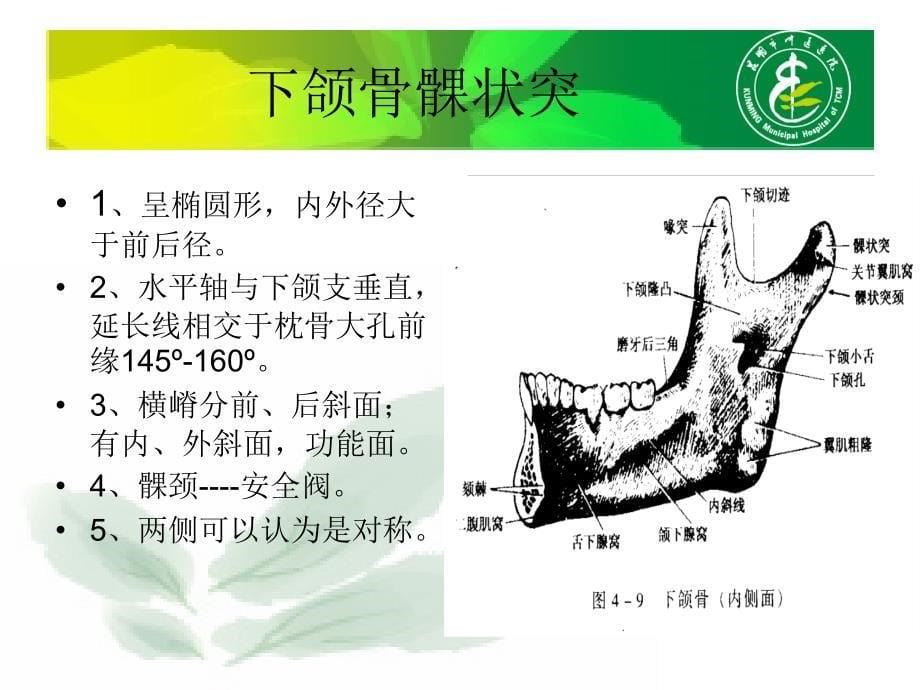 颞颌关节的功能解刨_第5页