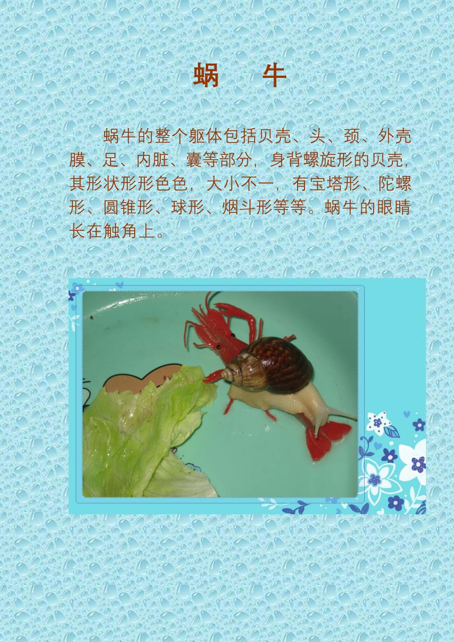 蜗牛排泄是在靠近呼吸孔的地方排泄的.doc_第1页