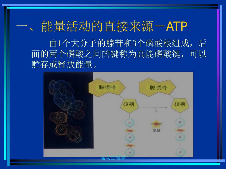 第一篇肌肉活动_第4页