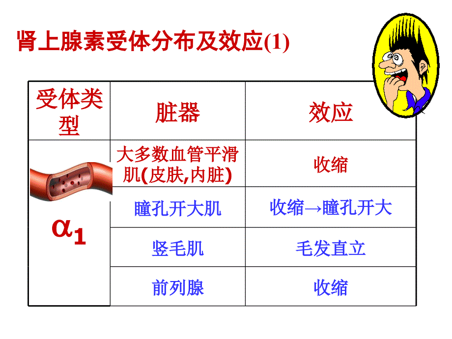 药理学课件：肾上腺素受体激动药_第2页