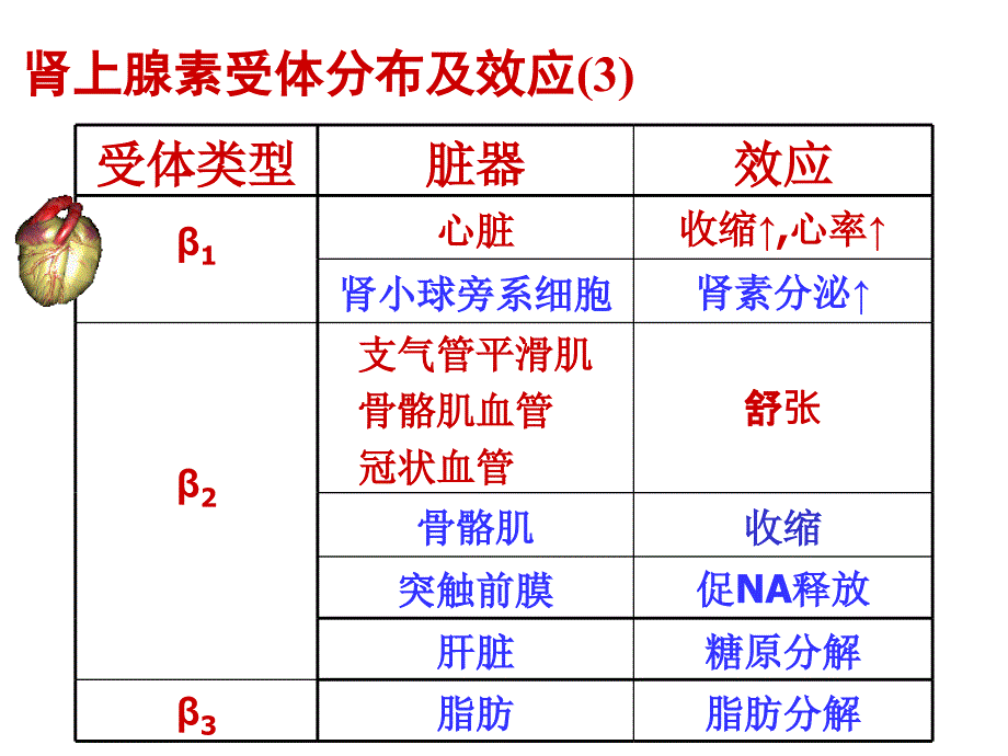 药理学课件：肾上腺素受体激动药_第4页