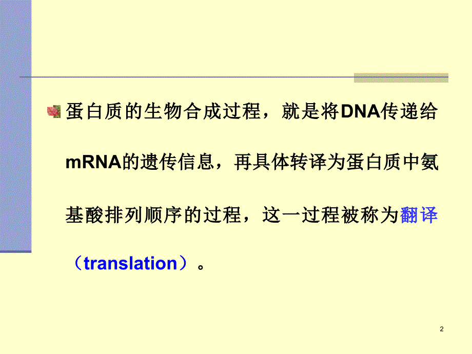 蛋白质的生物合成翻译12translation_第2页