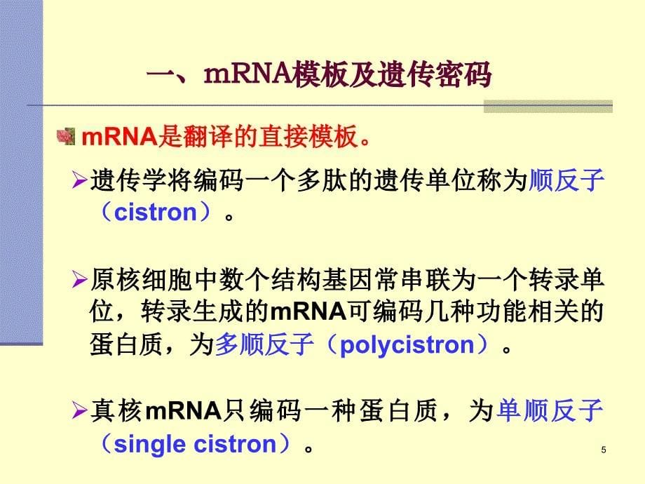 蛋白质的生物合成翻译12translation_第5页