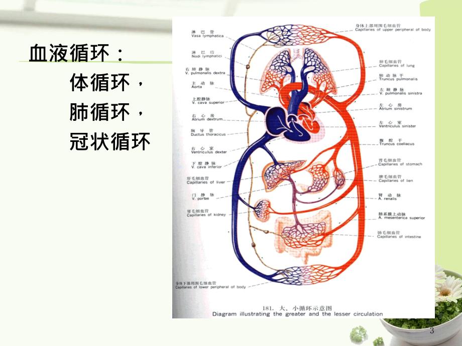 实验二循环系统消化系统ppt课件_第3页