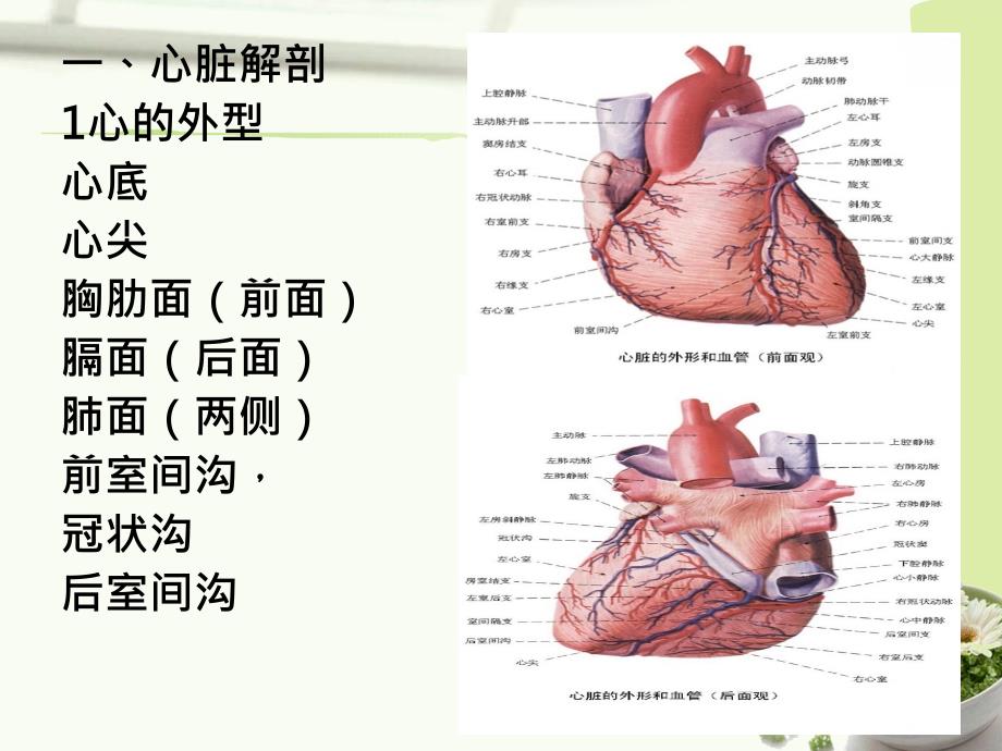 实验二循环系统消化系统ppt课件_第4页