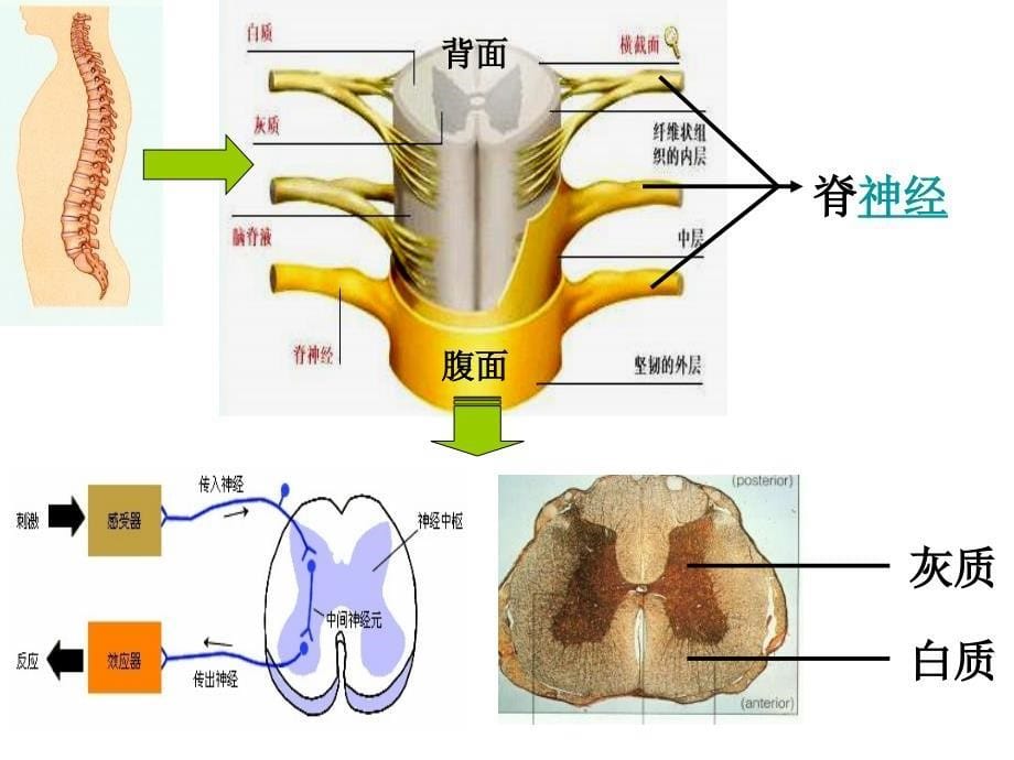 通过神经系统的调节.ppt_第5页