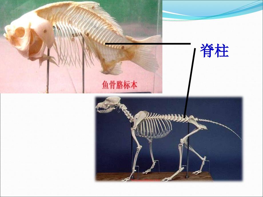 新人教版第五单元第一章第四节鱼PPT_第2页