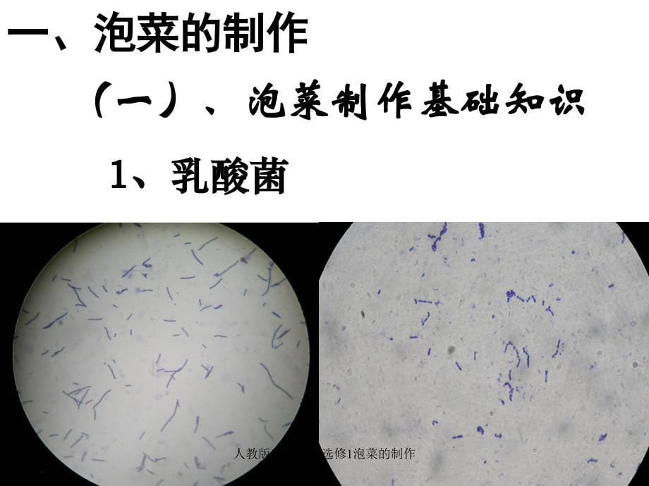 人教版高中生物选修1泡菜的制作课件_第5页