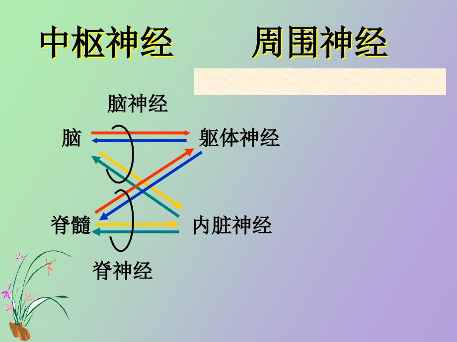 神经系统图解_第1页