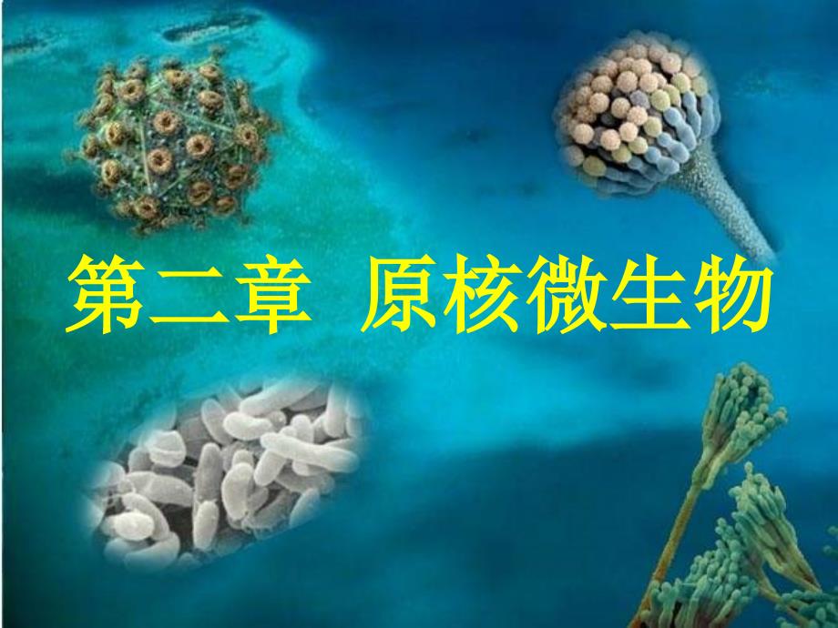 生物课件第二章原核微生物第一节细菌1_第2页