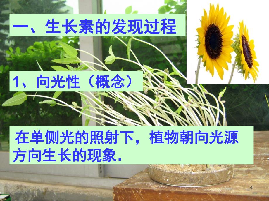 植物的激素调节精品分享资料_第4页