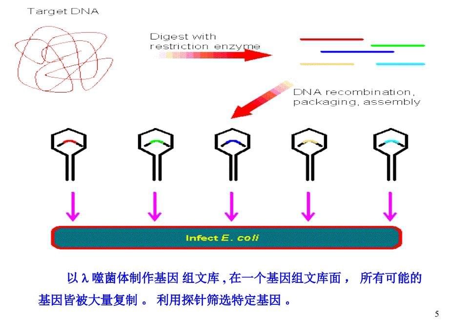 目的基因的制备基因文库法_第5页