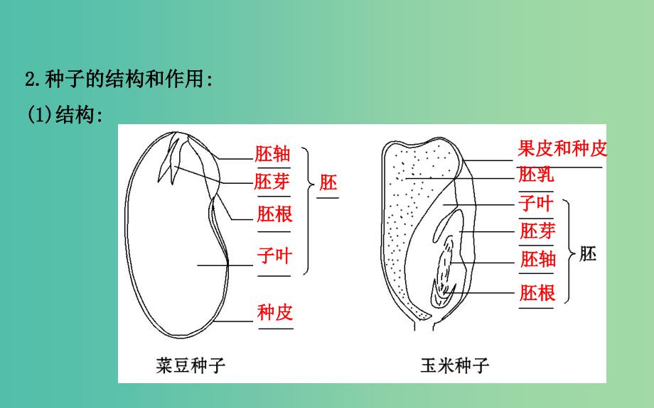 七年级生物上册 3.1.2 种子植物课件 （新版）新人教版.ppt_第3页