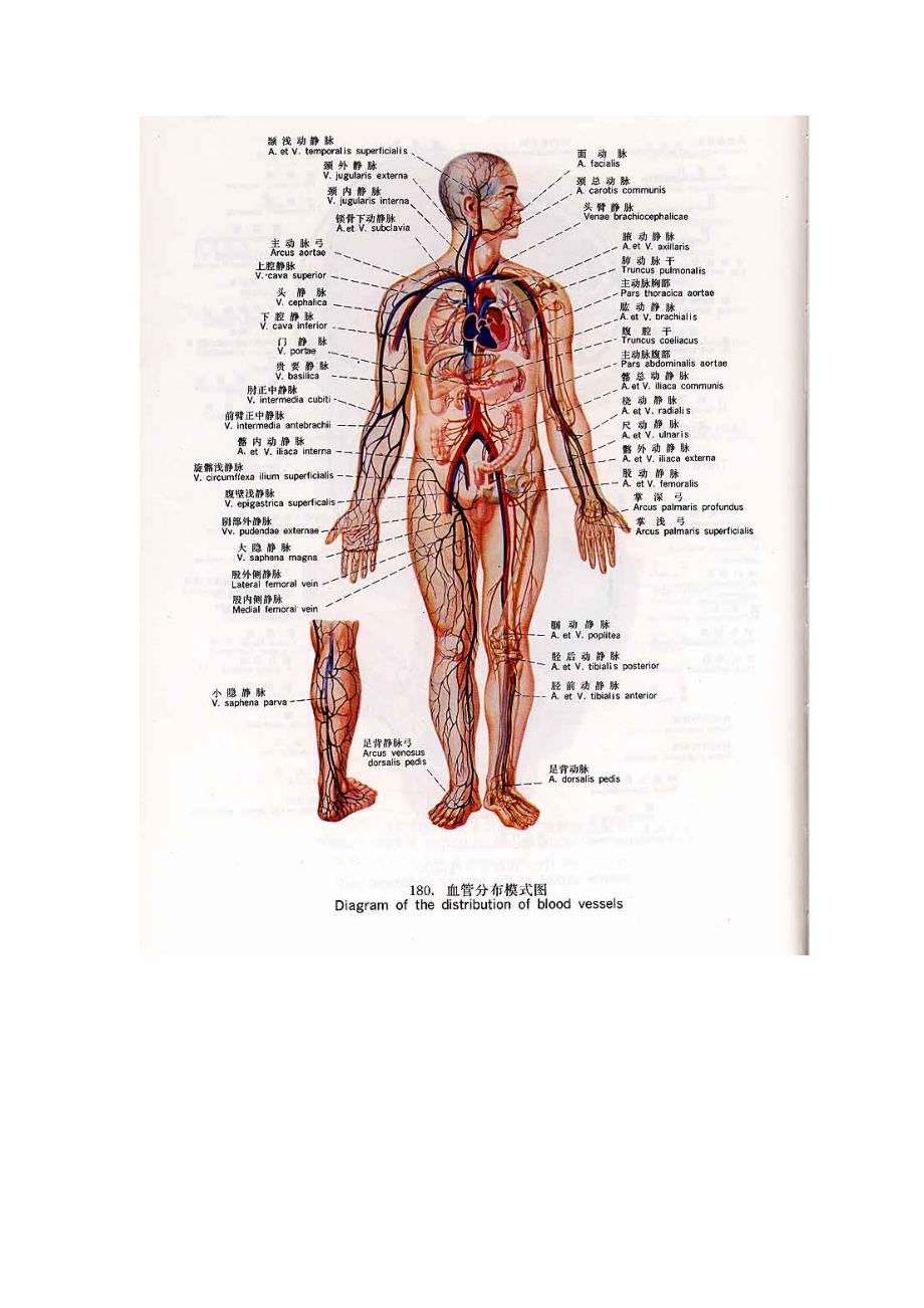 心音听诊血压测定.doc_第4页