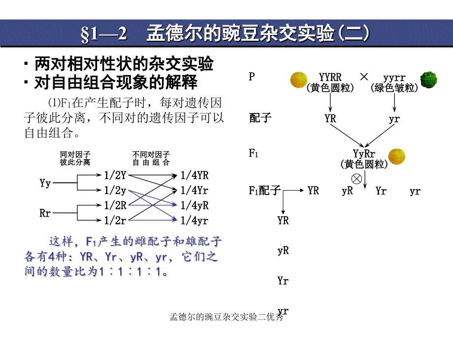 孟德尔的豌豆杂交实验二优秀课件_第3页