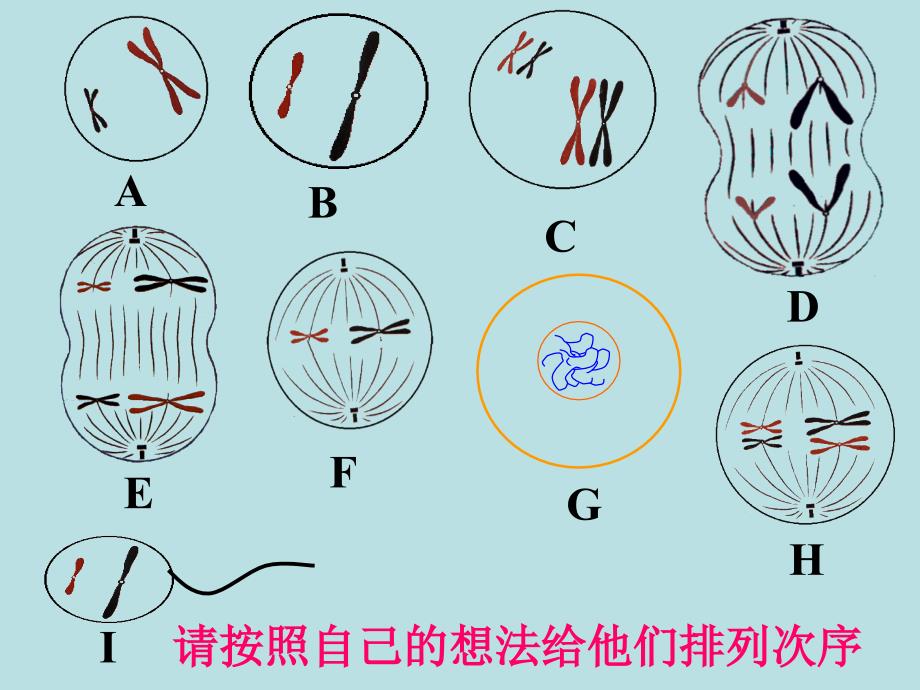 减数分裂和受精作用 (2)_第1页