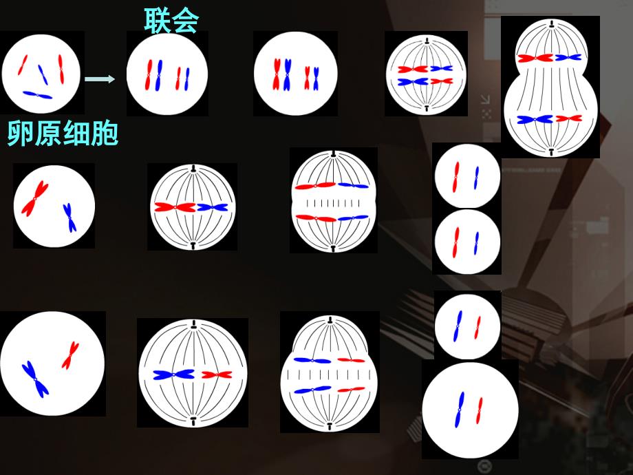 减数分裂和受精作用 (2)_第5页