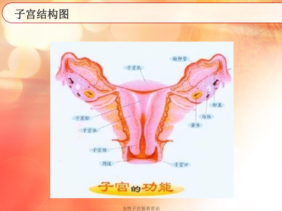 女性子宫保养常识_第2页