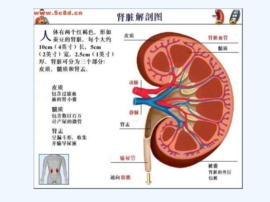 肾肿瘤的治疗与护理.ppt医学课件_第4页