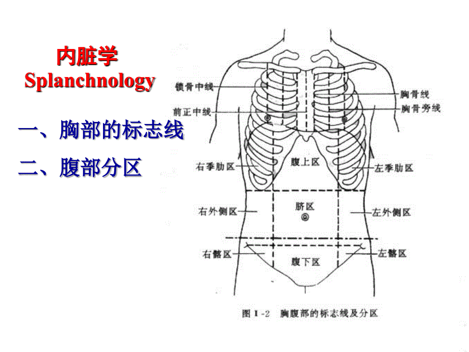 人体解剖生理学：第八章 消化系统的结构和功能_第2页