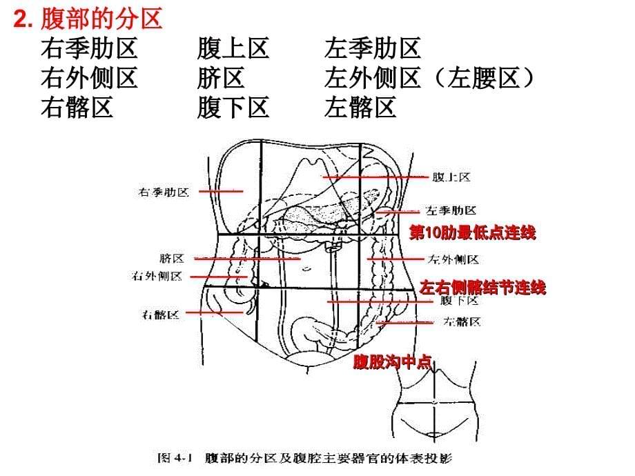 人体解剖生理学：第八章 消化系统的结构和功能_第5页