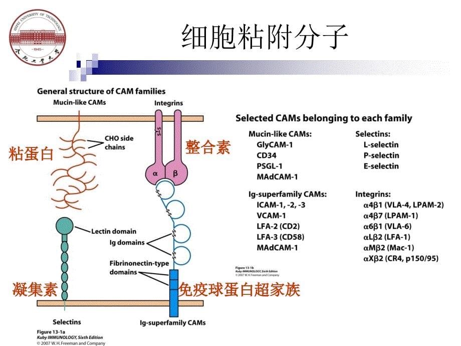 白细胞的活化与迁移.ppt_第5页