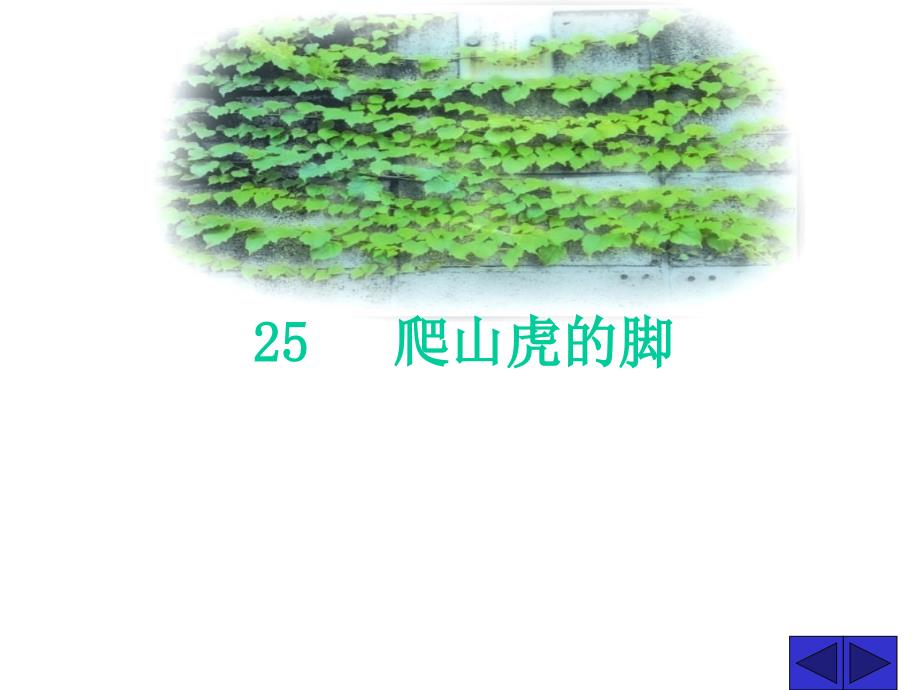 爬山虎的脚课件4()_第1页