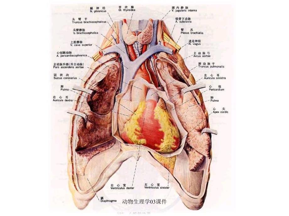 动物生理学03课件_第3页