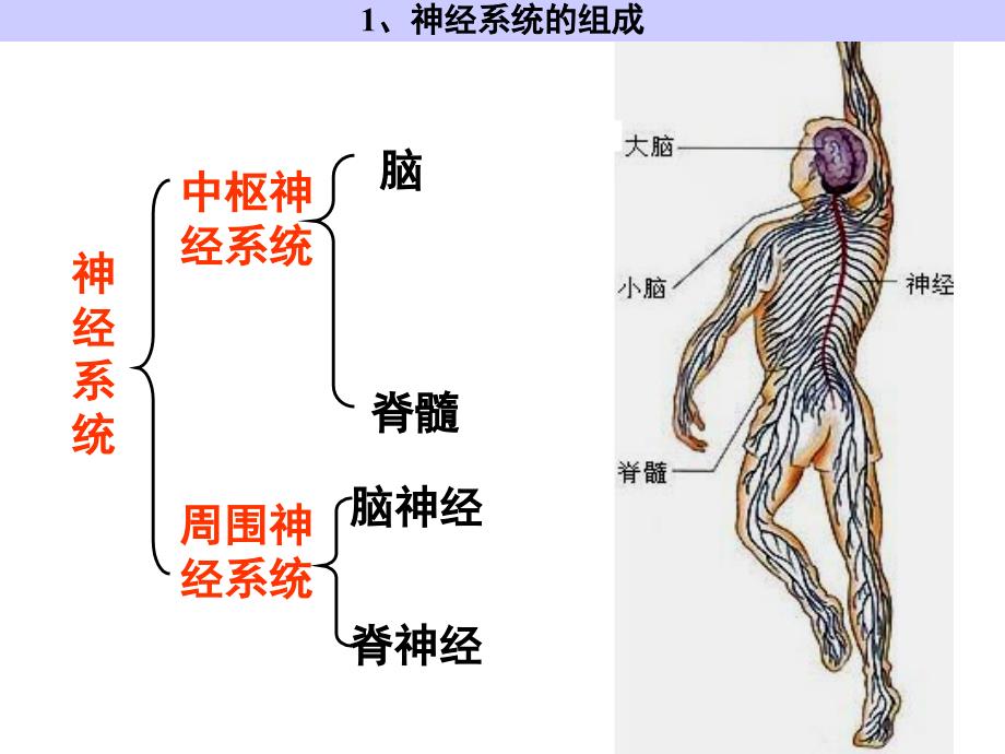 神经系统的调节_第2页