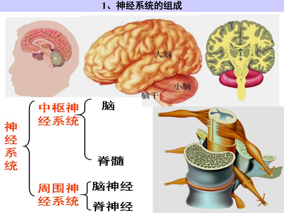 神经系统的调节_第3页