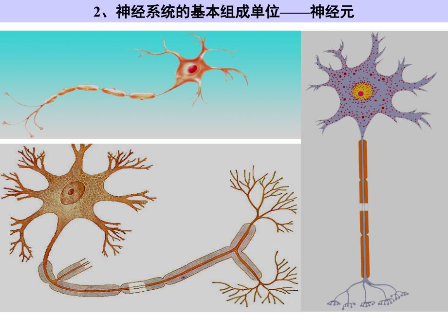 神经系统的调节_第4页